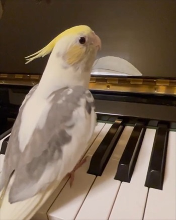 ワンコのことが大好きなインコ