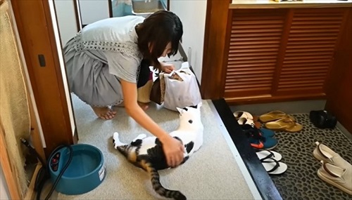 おうち猫カフェ