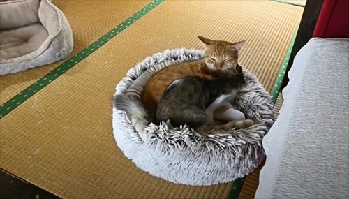 おうち猫カフェ