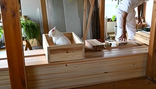 おうち猫カフェ