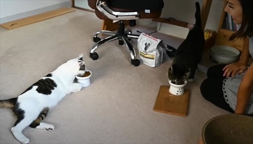 おうち猫カフェ