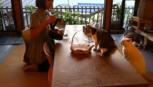 おうち猫カフェ
