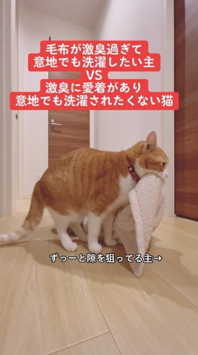 毛布をくわえた猫