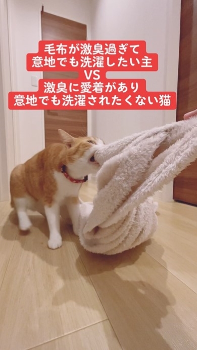 毛布を引っ張り合う猫