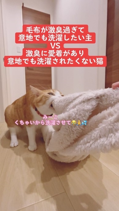 毛布を離さない猫