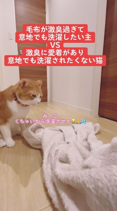 毛布を見つめる猫
