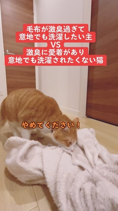再び毛布をくわえる猫