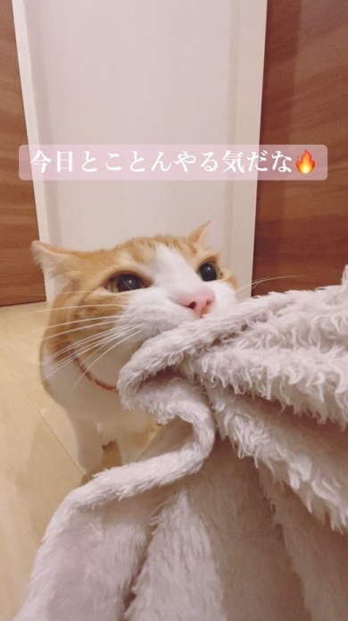 毛布を引っ張り合う猫