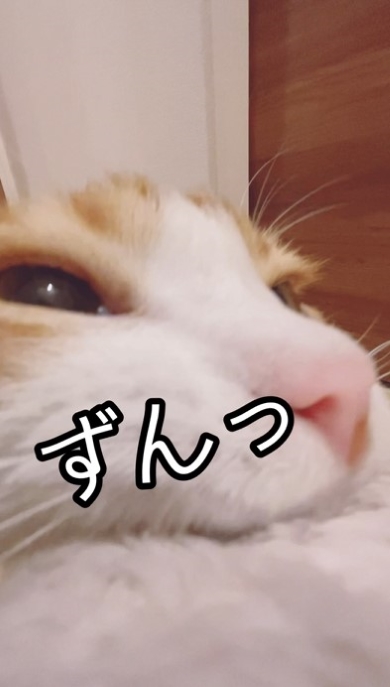 絶対に毛布を離さない猫