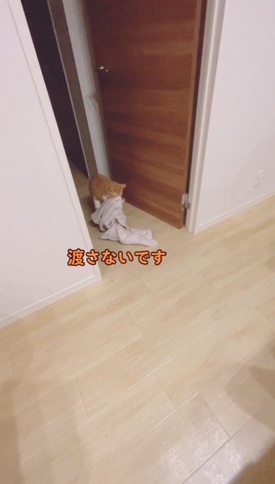 毛布を足元に置く猫