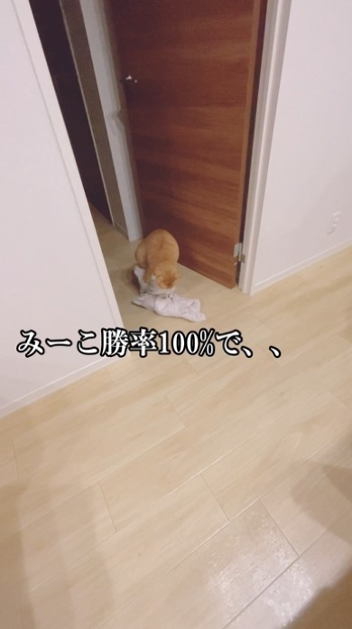 毛布を足元に置く猫