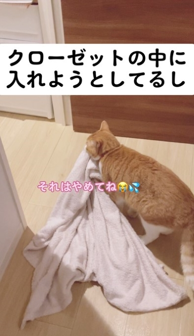 毛布をクローゼットに入れようとする猫