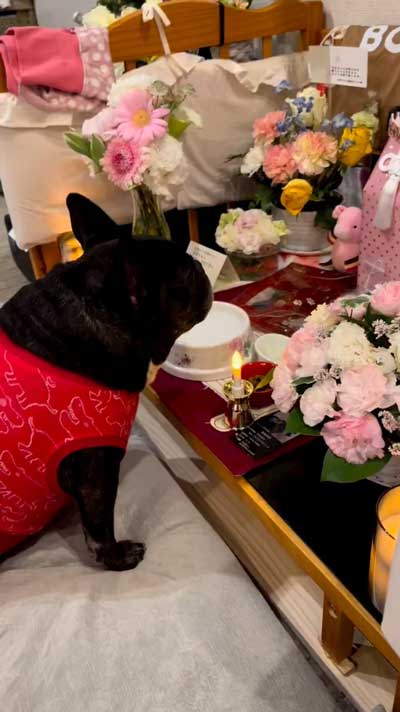 家族 姉 ブルドッグ 死を悼む 悲しみ 示す ワンコ