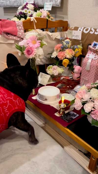 家族 姉 ブルドッグ 死を悼む 悲しみ 示す ワンコ