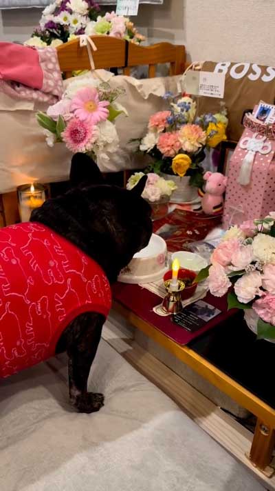 家族 姉 ブルドッグ 死を悼む 悲しみ 示す ワンコ