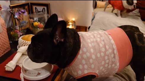 家族 姉 ブルドッグ 死を悼む 悲しみ 示す ワンコ