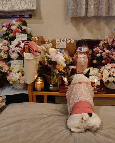 家族 姉 ブルドッグ 死を悼む 悲しみ 示す ワンコ