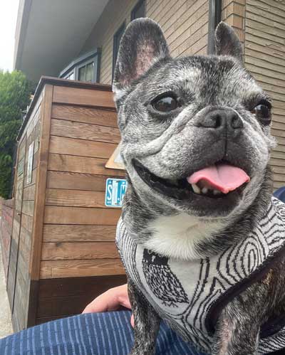 家族 姉 ブルドッグ 死を悼む 悲しみ 示す ワンコ