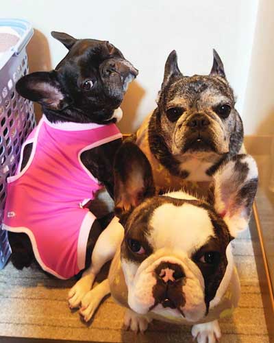 家族 姉 ブルドッグ 死を悼む 悲しみ 示す ワンコ