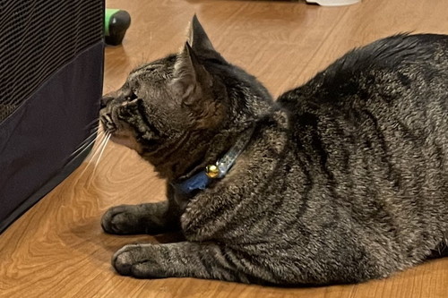 るなくんを見守るふくくん