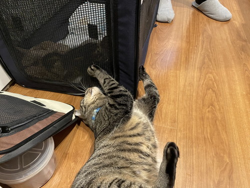 るなくんを見守るふくくん