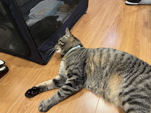 るなくんを見守るふくくん