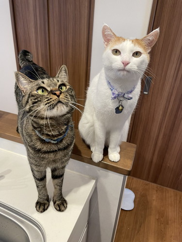 ふくくんとむぎくん