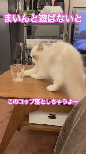 まいんちゃんと遊ばないと……