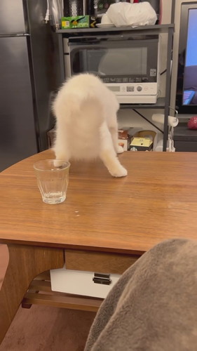 まいんちゃんと遊ばないと……