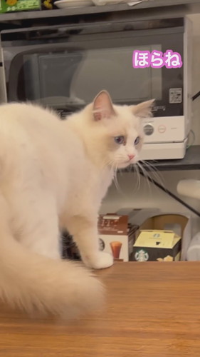 まいんちゃんと遊ばないと……