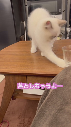 まいんちゃんと遊ばないと……