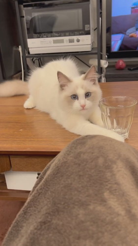 まいんちゃんと遊ばないと……