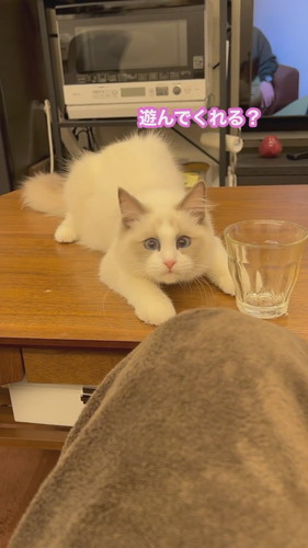 まいんちゃんと遊ばないと……