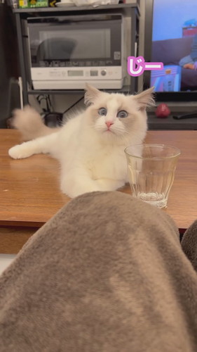 まいんちゃんと遊ばないと……