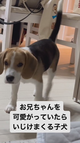 いじけてしまったまめたくん