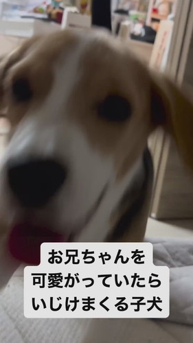 いじけてしまったまめたくん