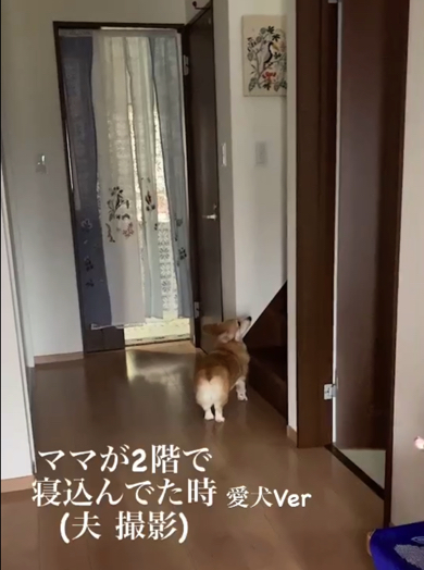 熱を出して寝込むママさんを心配するコーギー