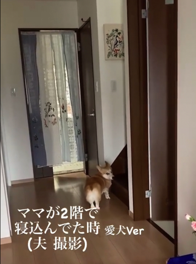 ママさんが心配でソワソワするコーギー