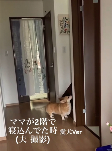 何度も階段を見上げるコーギー