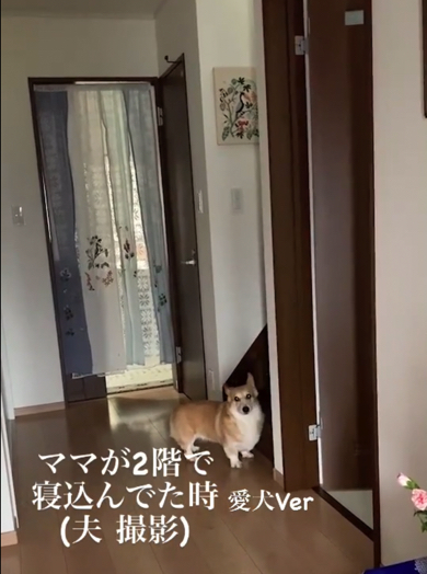 パパさんに悲しそうな表情を見せるコーギー