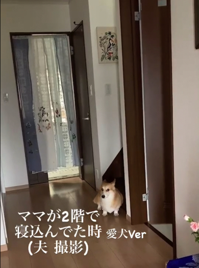 階段下で腰を下ろすコーギー