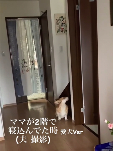 コーギーの健気な姿に心奪われます