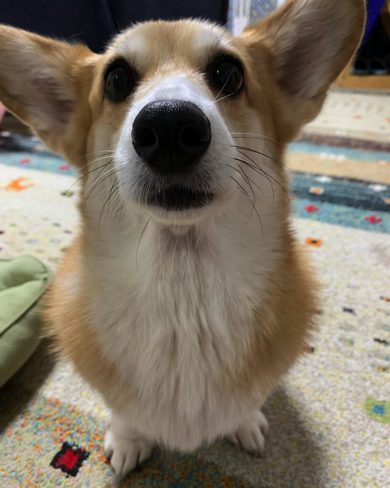 おやつをねだるコーギー