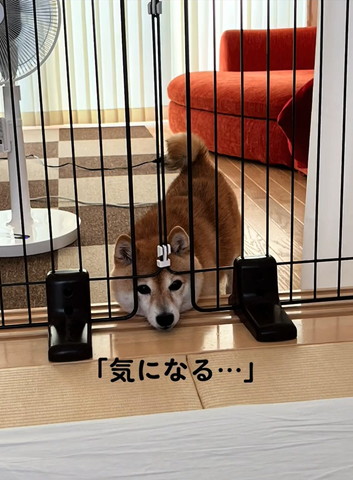 柵の隙間に顏入れる柴犬