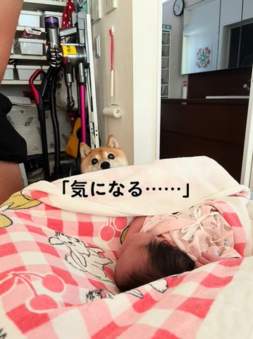 赤ちゃんをのぞくワンコ