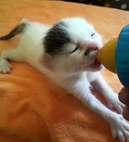 ミルク飲む子猫