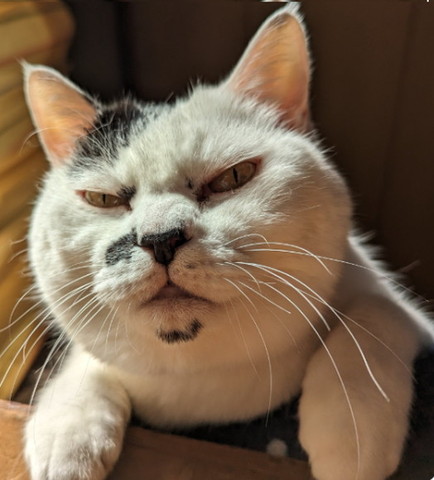 貫禄ある顏で身を乗り出す猫