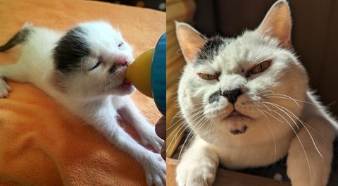 猫のコラージュ