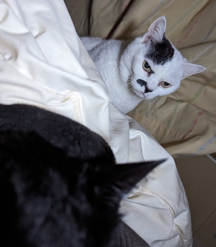 布団から黒猫の方見てる猫