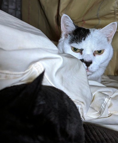 布団から顔出してにらむ猫ちゃん